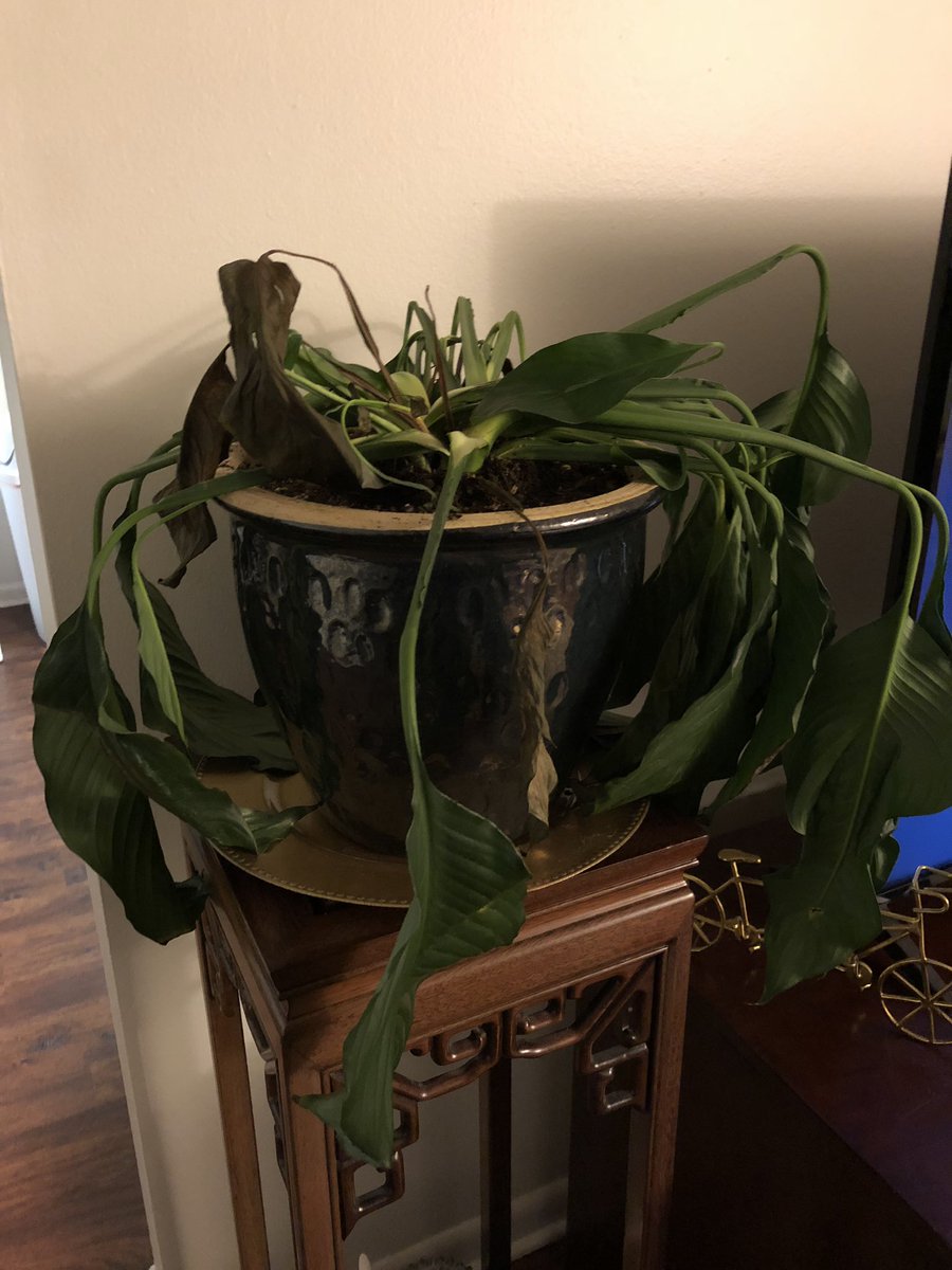 caitlin_chelsey's tweet photo. Dispatcher: “911 what’s your emergency?”
Me: “Help, my boyfriend and I murdered our plants”
#brownthumbs #NoPlantisSafe #HideYoPlantsHideYoWife https://t.co/djPvUwjwH2