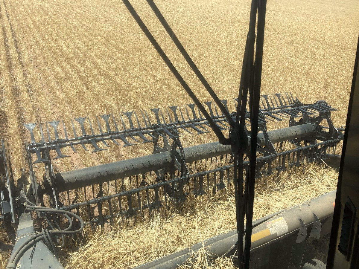 warwick_stone's tweet photo. This grenade wheat north of Horsham is on a high yielding canola stubble and is averaging about 2t/ha! Only had 150mm GSR so the accumulating years of minimum till mgt is really proving its value. Clearly every drop of rain has been utilised here. All the 1%ers matter. https://t.co/SjQbS0VOcf