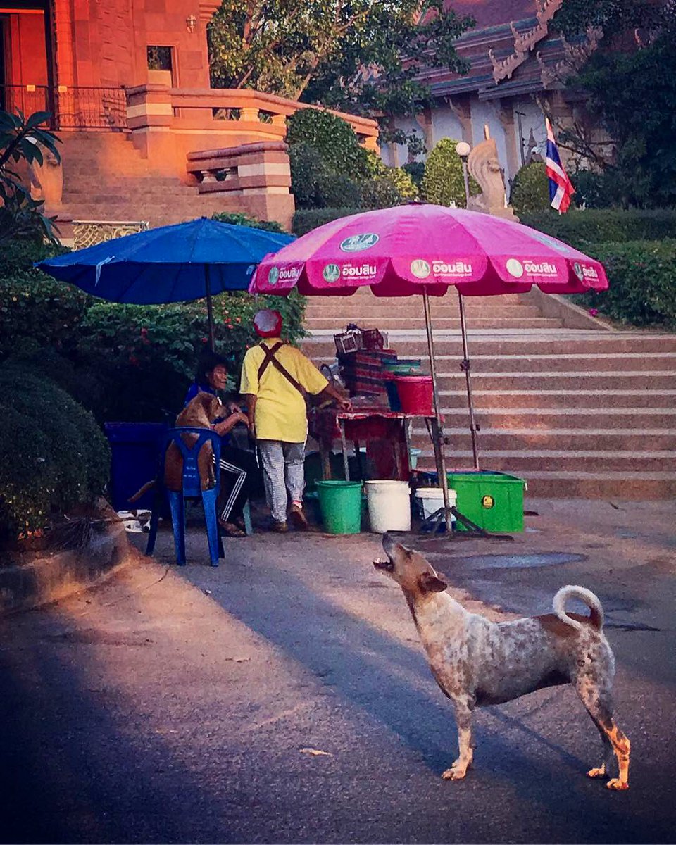 kohchang_mimi's tweet photo. まだ月の残る朝6時半。
名物の看板犬すでに椅子で居眠りを開始w
#タイの犬
#templedogs https://t.co/n5ZB0rHlLM