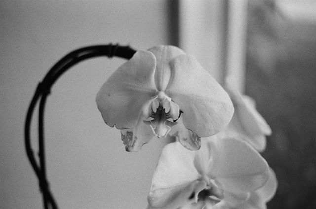 21TonGiant's tweet photo. #Orchids remind me of those spitting dinosaurs from Jurassic Park sometimes 😂#ishootfilm #filmisnotdead #filmisalive #wearefilmfolks #kentmere #kentmere400 #blackandwhitephotography #film #voigtlander40mm #blackphotographer #vegetarian #florida #ftla… https://t.co/o6aqJyLVHN https://t.co/xP57U2r1nx