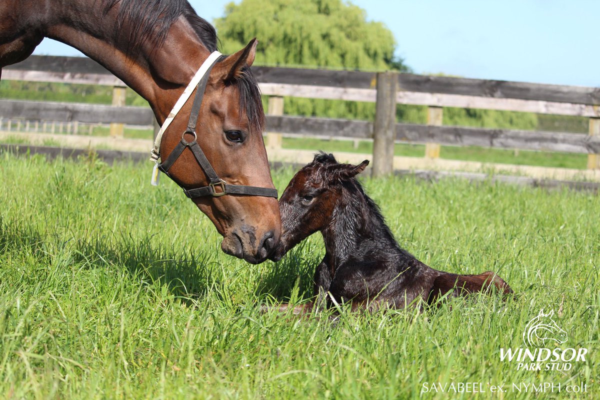 KarakaChat's tweet image. Have you ever wondered what the signs are when a mare is ready to foal? @WindsorParkStud's Foaling Manager talked KIWI BRED through the key signs. Catch @Valachi1 and Arion's Andrew Stuart on Season 7, Episode 1 of KIWI BRED: nzb.co.nz/karakatv/index…