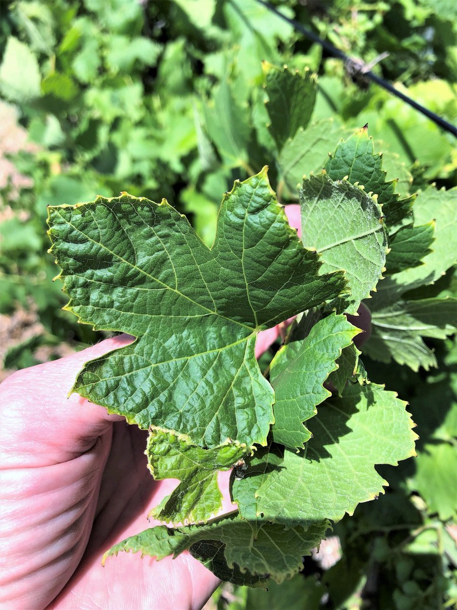 Mary O'Brien tweet media