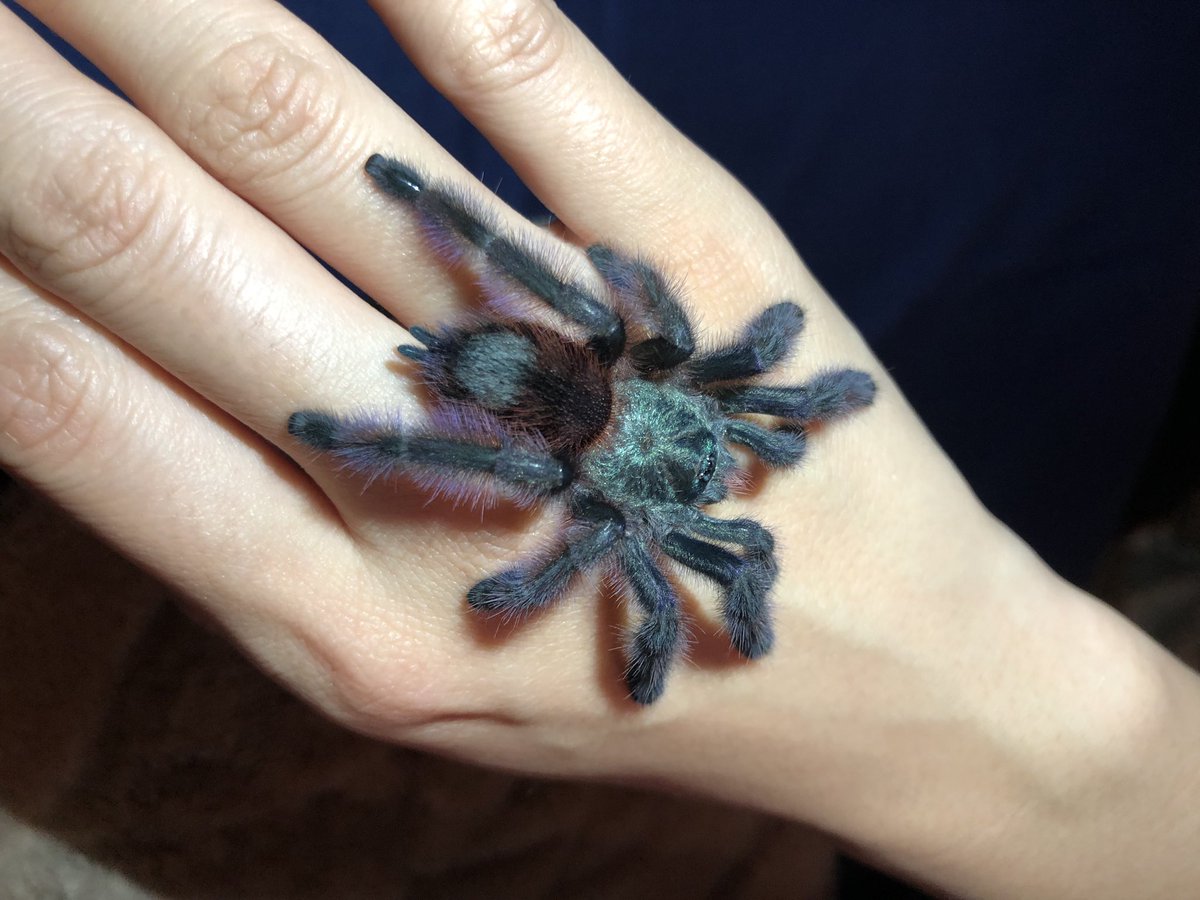 まこ Unloved東京 Caribena Versicolor 体も固まり落ち着きました 艸 美しや美しや Caribenaversicolor タランチュラ アンティルピンクトゥー T Co Dv8vfiolgu Twitter まこ Unloved東京 Caribena Versicolor 体も固まり落ち着きました 艸 美しや美しや Caribenaversicolor タランチュラ アンティルピンクトゥー T Co Dv8vfiolgu Twitter