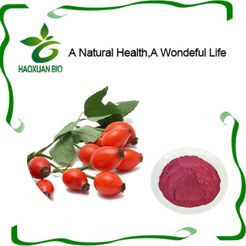 NaturalHealth9's tweet photo. With productive #rose #hip #extract 15% vc factory, Hao-Xuan is one of the best China #Nutritional Supplement manufacturers, welcome to wholesale cheap products from us.
 Cardinals https://t.co/JB3sLB5dzS