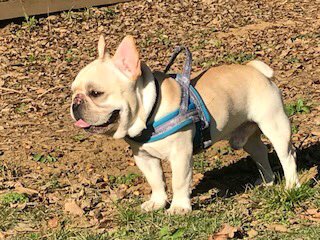 MMFAMILYDOG2's tweet photo. 茨城県行方市でブリーダーをしています。
ミニピン  、イタグレ、プードル、ダックス、フレンチなどの犬種をしています。
興味のある方はDM待ってます。 https://t.co/il05I1XYIU