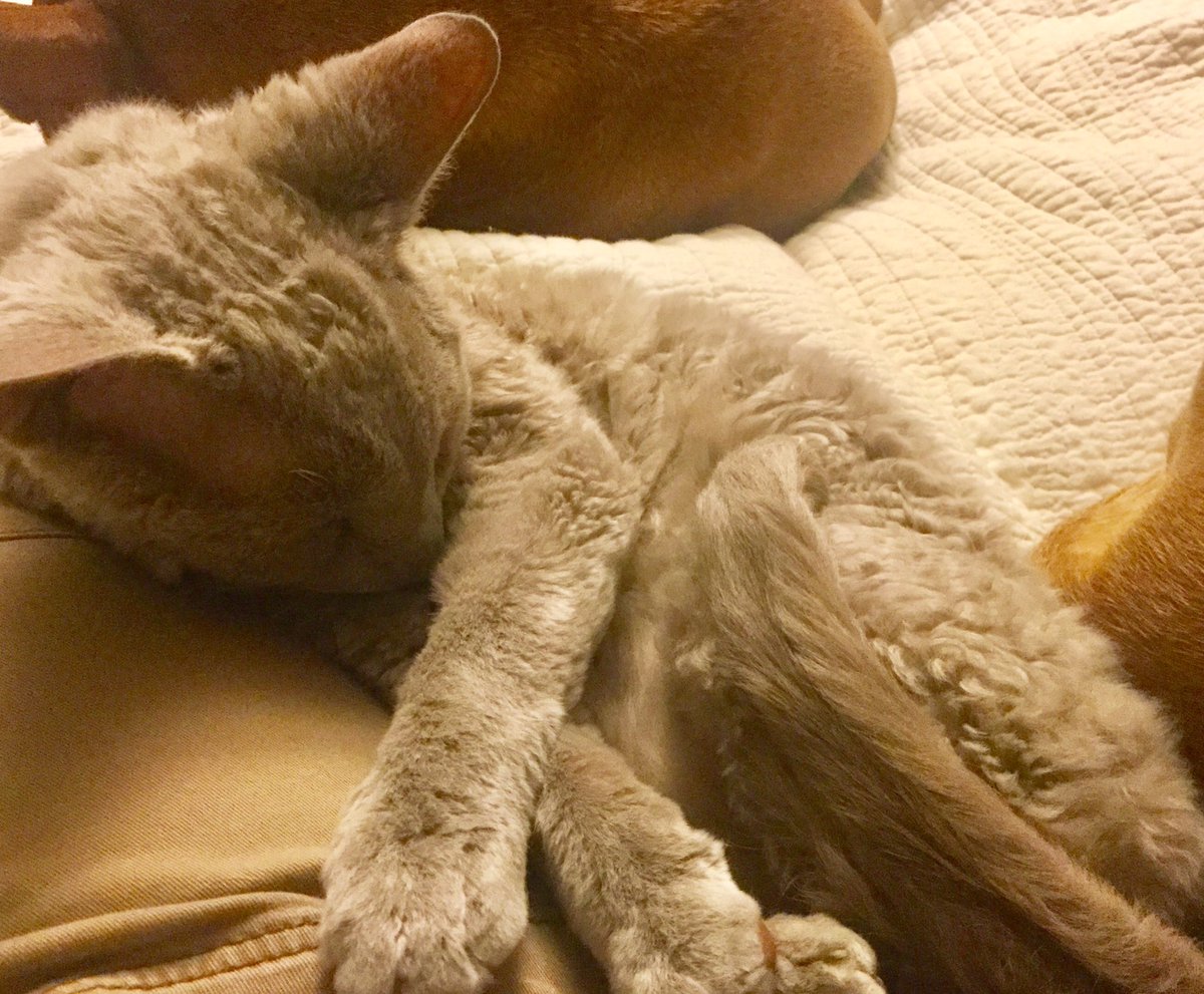 ColeNapoli's tweet image. Soft kitty, warm kitty, little ball of fur. #DevonRexCats #CatsOfTwitter