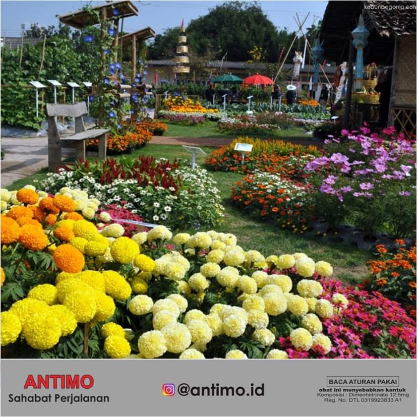 Antimo_ID's tweet image. Kebun Begonia
banyak tempat wisata di bandung yg indah pemandangan alamnya, kamu bakalah betah berlama-lama tinggal di sana. Lokasi wisata ini berada di dataran tinggi pegunungan, kawasan ini sangat alami, asri &amp;amp; udaranya sejuk. Doi jangan lupa diajak
 #antimo #sahabatperjalanan
