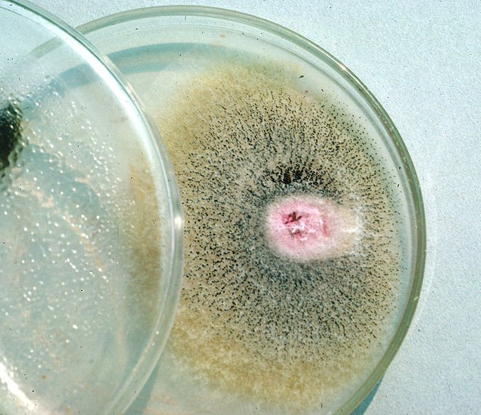 HomeTestingPros's tweet image. Cheap or Inexpensive Testing is NOT safe

To save heartache, hire experienced Mold Testing professionals. Don't hire anyone you find on Google  with a lack of expertise will miss the cause of your health problems!!! Don’t waste time and money! hometestingpros.com/request-for-te…