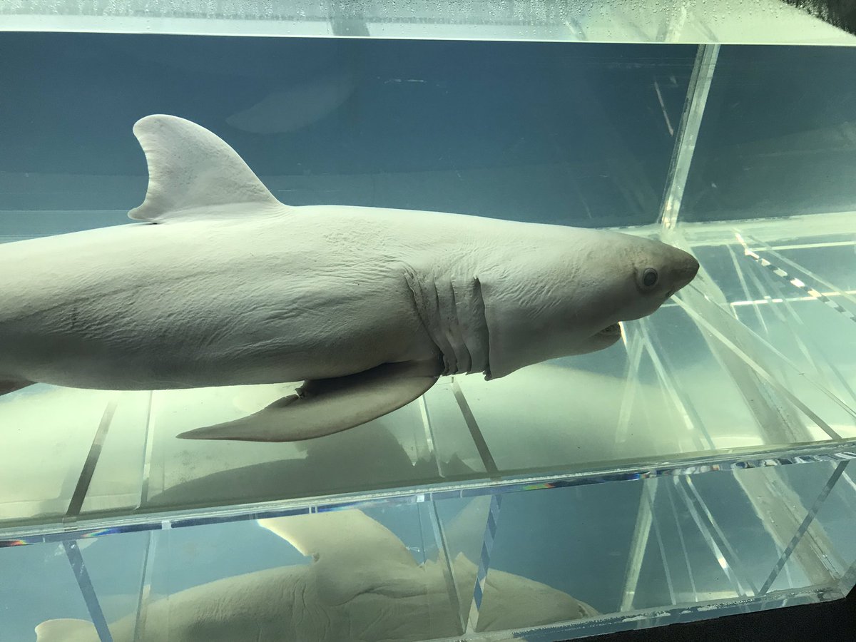 ホルマリン漬けシャーク(サメ) ホルマリン漬けシャーク(サメ) - メルカリ