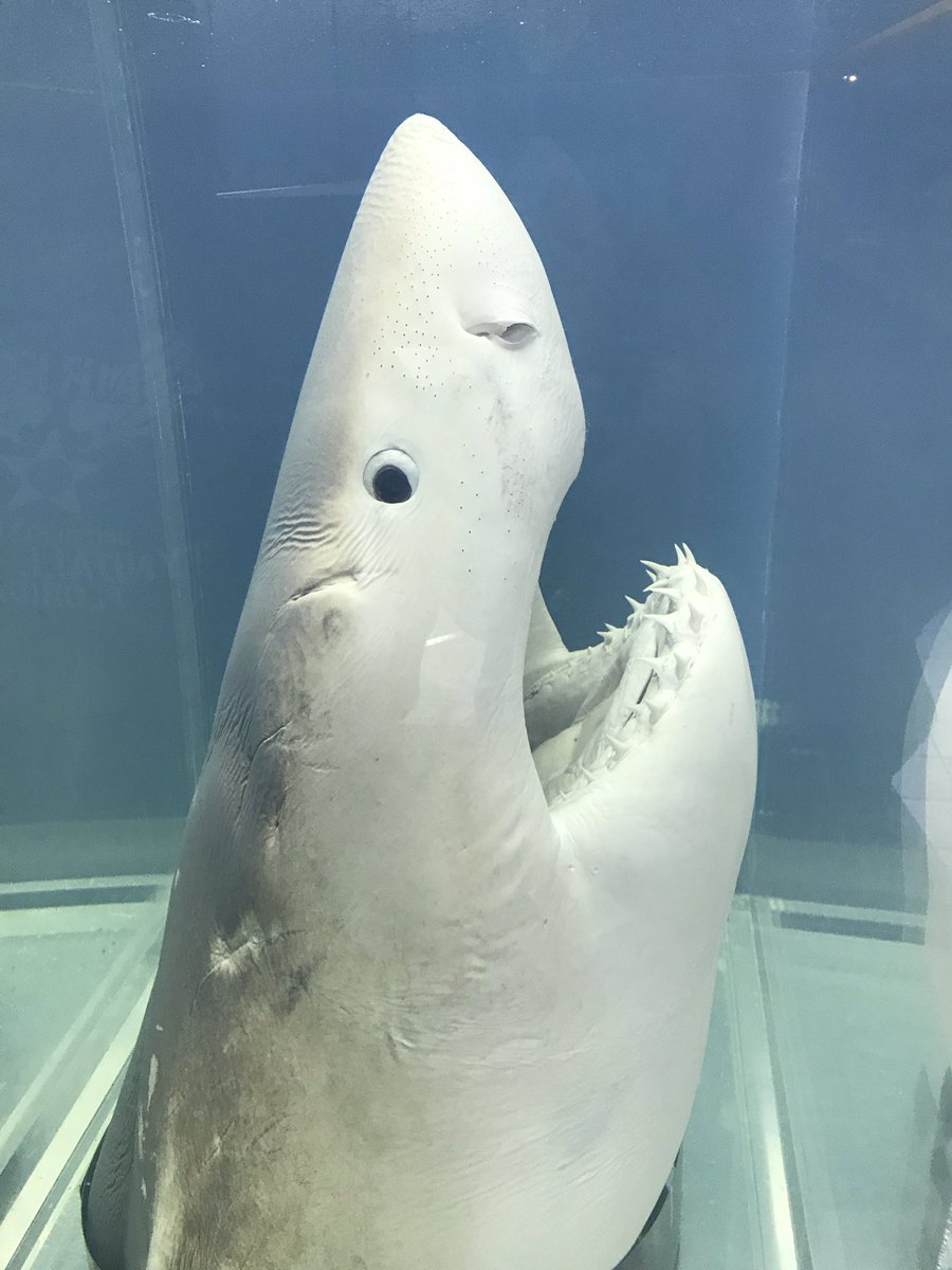 ホルマリン漬けシャーク(サメ) 知っておきたいダミアン・ハーストのアート作品5選。ホルマリン漬けの