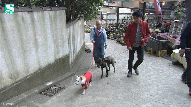 Gem Tv Asia Who Will Shimura And Pochi Meet On Their Stroll Around The Streets Adorable Animals Await You In Tonight S Shimurazoo 嵐 天才志村どうぶつ園 相葉雅紀 志村けん ベッキー Daigo T Co Ndo4wtrduq