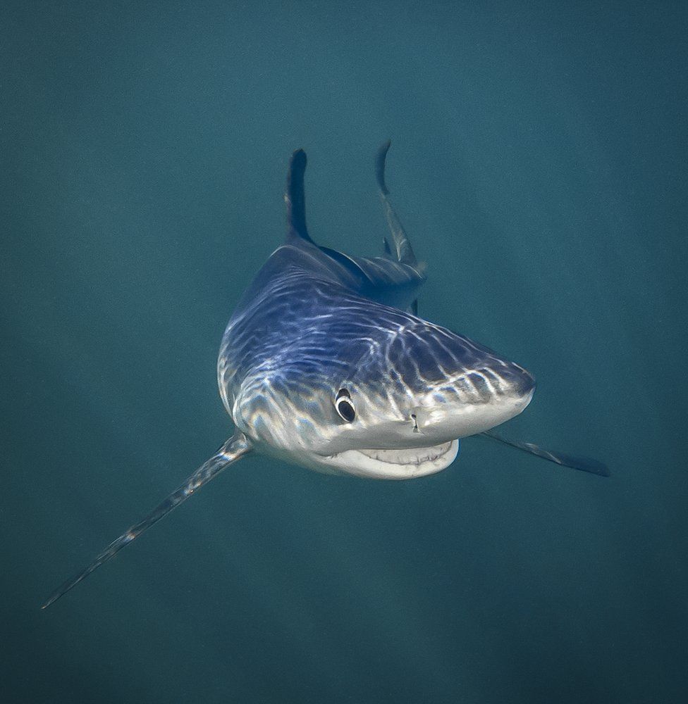 The Comedy Wildlife Photography Awards 2018. Out of thousands of entries from around the world, Mary McGowan, from Tampa, Florida, won the overall prize. Other entrants included an a smiley shark bbc.com/news/in-pictur…