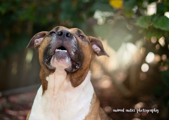 We were made for afternoons like this, to listen to the leaves rustling in the breeze and feel the warm sun on our shoulders. To breathe in every little moment like it matters, because it does. 
A small preview of a very special session, with a very spec… ift.tt/2KxbDvk