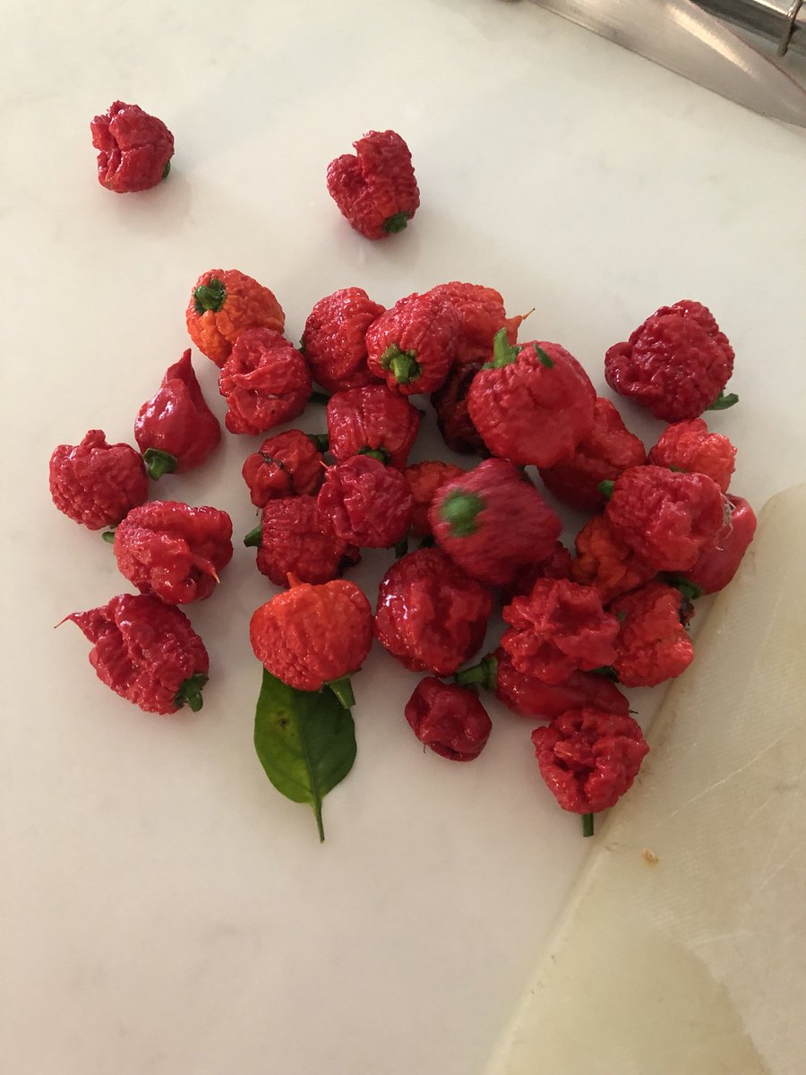 MatthewLopezCa1's tweet photo. Thankful for my plants that allow me to eat the hottest peppers in the world. #ENC2135 @Iheomanwachukwu https://t.co/gKVA9Acuun