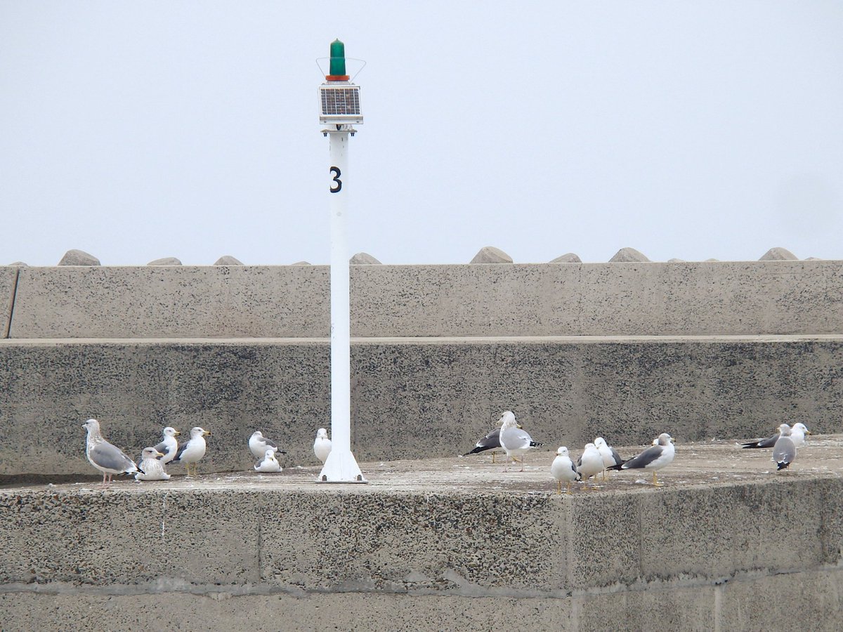 みなとオアシスマリンパーク新居浜 Na Twitteru ハーバーにカモメがいました ぷりぷりしたお尻がたまりません かわいいですね マリンパーク新居浜 みなとオアシスマリンパーク新居浜 Na Twitteru ハーバーにカモメがいました ぷりぷりしたお尻がたまりません かわいいですね マリンパーク新居浜