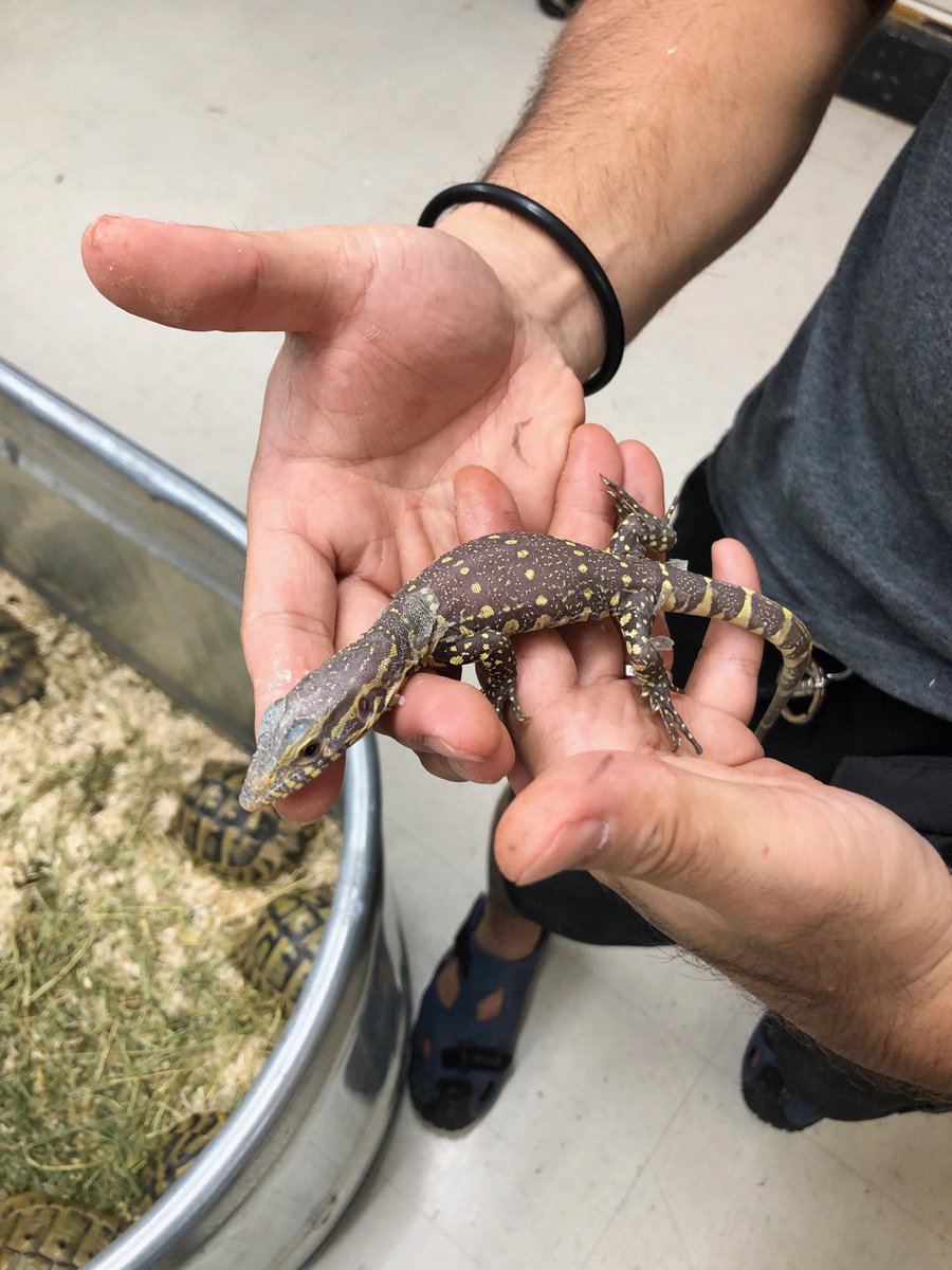 爬虫類ショップ マニアックレプタイルズ 物凄い個体発見 T アルビノのナイルモニターです しかも大人しい 欲しかったけど一足先に売れてしまったようです 残念 T Co Gtx61sep3s Twitter