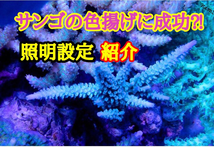Uzivatel くろっきーch 女子アクアリストyoutuber Na Twitteru サンゴの色揚げに成功した照明設定紹介 アクアリウム 海水魚水槽 T Co Oogmxkj5ch Youtubeより 本日の動画になります サンゴの色揚げ 回復に成功した照明設定を紹介します ぜひ Uzivatel くろっきーch 女子アクアリストyoutuber Na Twitteru サンゴの色揚げに成功した照明設定紹介 アクアリウム 海水魚水槽 T Co Oogmxkj5ch Youtubeより 本日の動画になります サンゴの色揚げ 回復に成功した照明設定を紹介します ぜひ