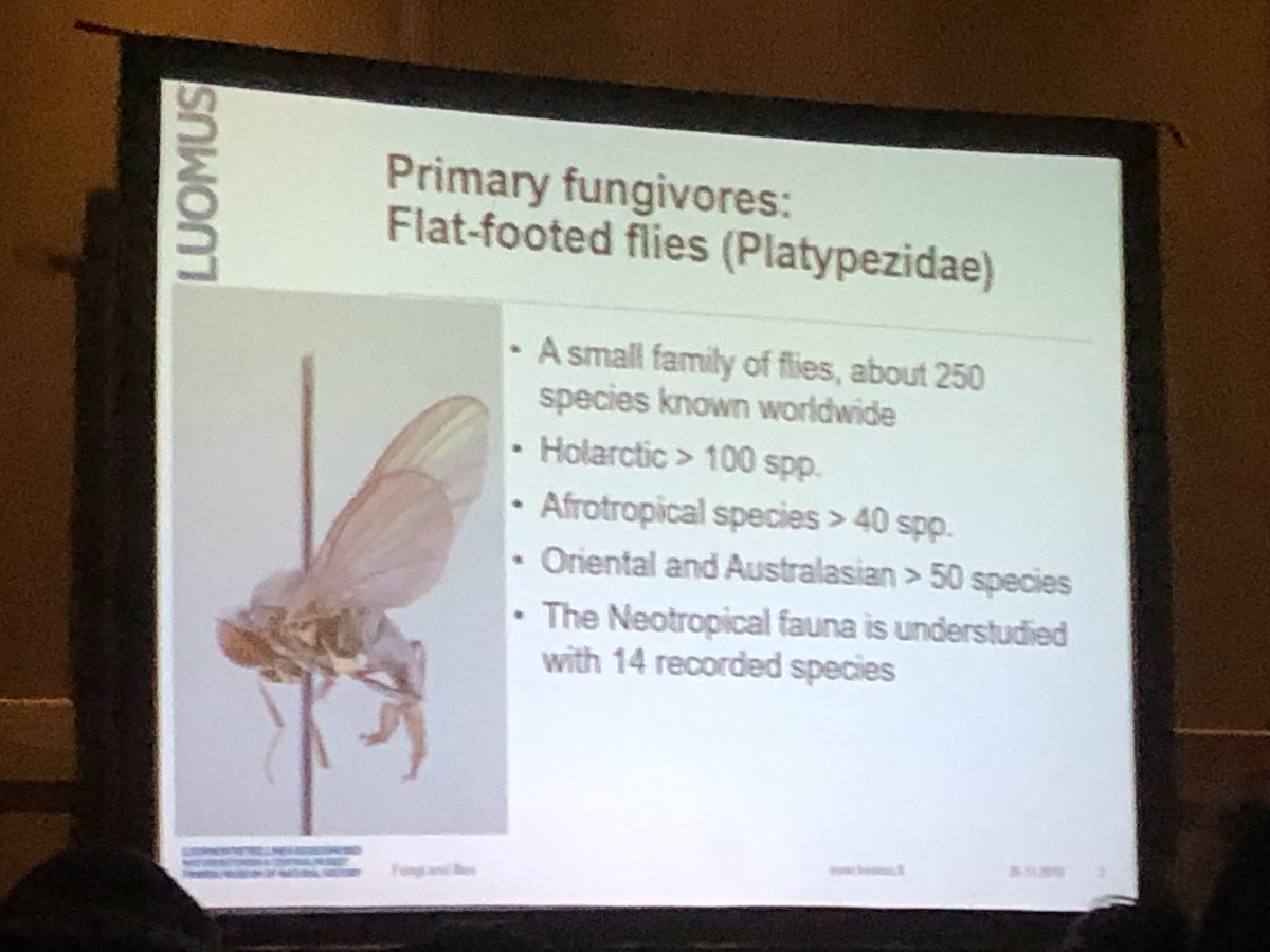 flygirlNHM's tweet photo. Gunilla Stahls now talking Platypezidae. First point well made is that the richest region is holarctic but this is probably an artifact from sampling bias in these regions #letsgetcollecting #ICD9 #ICD9_Namibia #samplingbias #flies https://t.co/nPd1HXTC0P