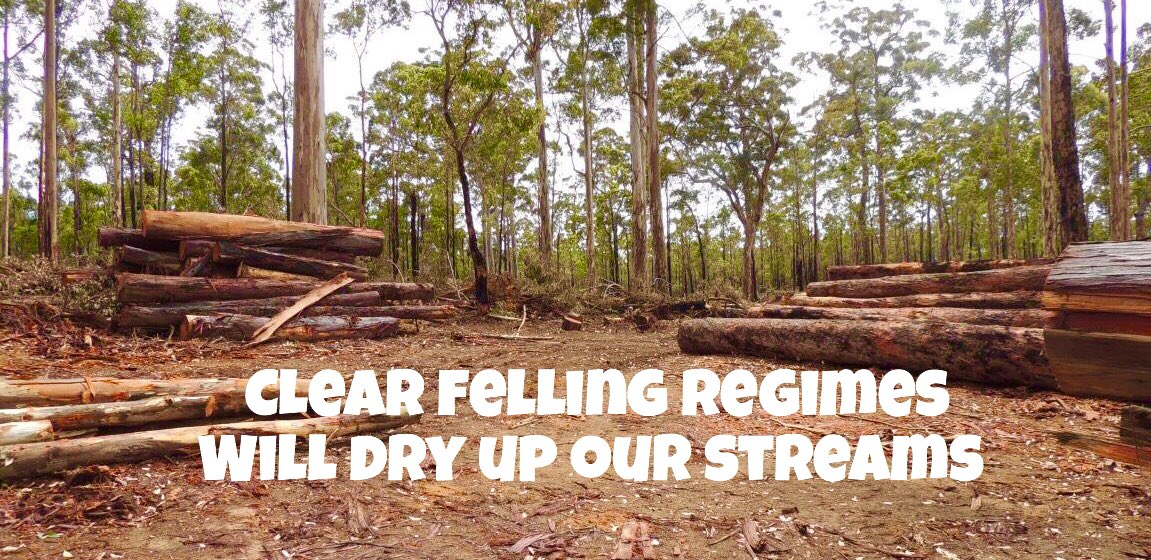 jarrahdale1's tweet photo. #Challar #Forest #WesternAustralia #sad #clearfelling of OUR #precious #nativeforests causes #streams to run #dry #dryup #ecocide is a #crime against #Humanity & #wildlife #habitat #colinabbott #colinhabbott #colinhughabbott #Jarrahdale #WA @nobby15 @eljimberino https://t.co/ZJgefAJRPQ