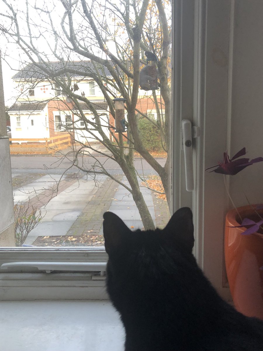 colesy0811's tweet photo. ‘Well that’s a strange looking bird?’ - Albert wasn’t sure what to make of the squirrel visit this morning https://t.co/VY4BBxBnSf
