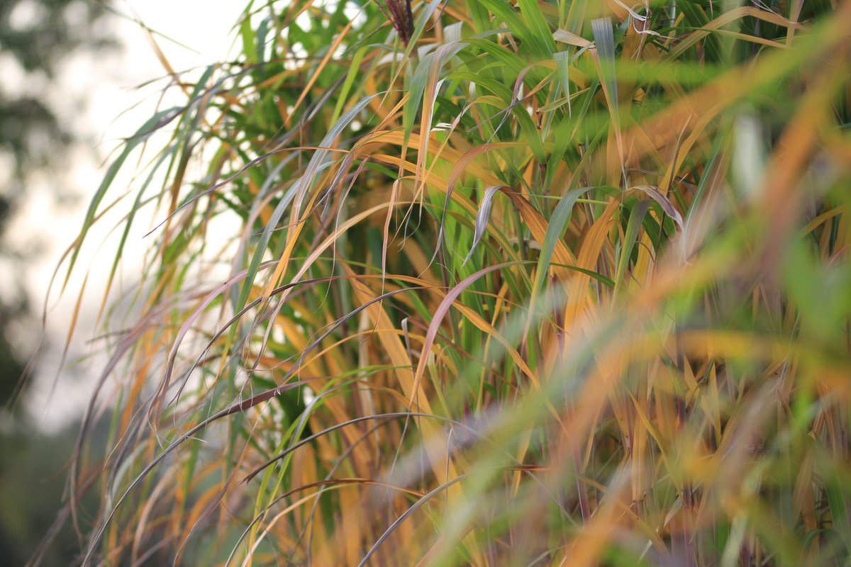 BioenergyInfo's tweet photo. Markets for #Miscanthus are 'opening up' says @Terravesta , following a £2 million #investment into the company. #biomass #energycrops https://t.co/zDnUMMzmJy https://t.co/od1m6svWwd