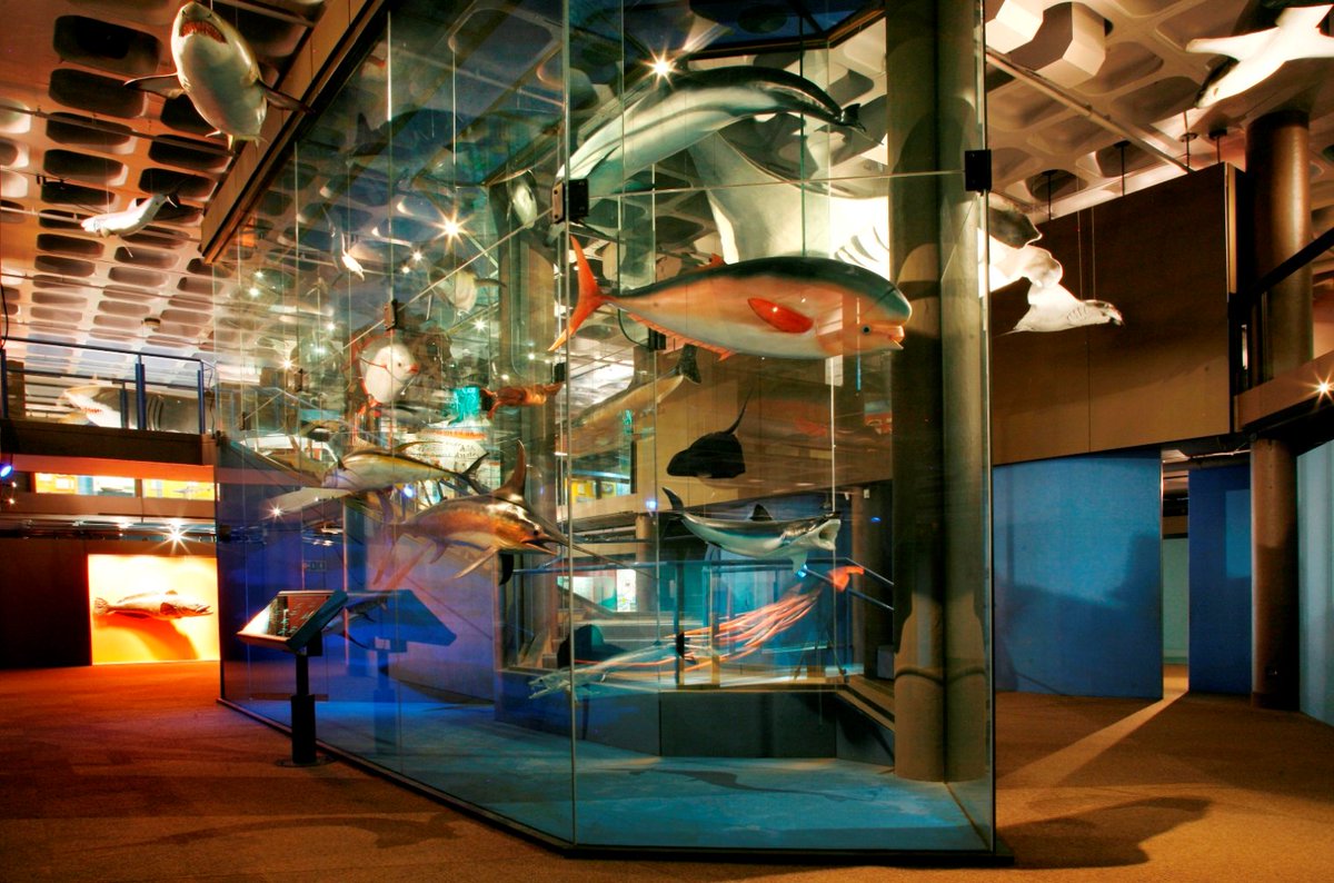 Iziko_Museums's tweet photo. Have you explored our 'Marine World' exhibition at the Iziko South African Museum yet? Come and take a tour of our underwater world. While you’re there, don’t forget to seek out other fun and educational exhibits. More information at https://t.co/DYVOsKLbrQ. 📷: Nigel Pamplin https://t.co/qhl9JxsDOq