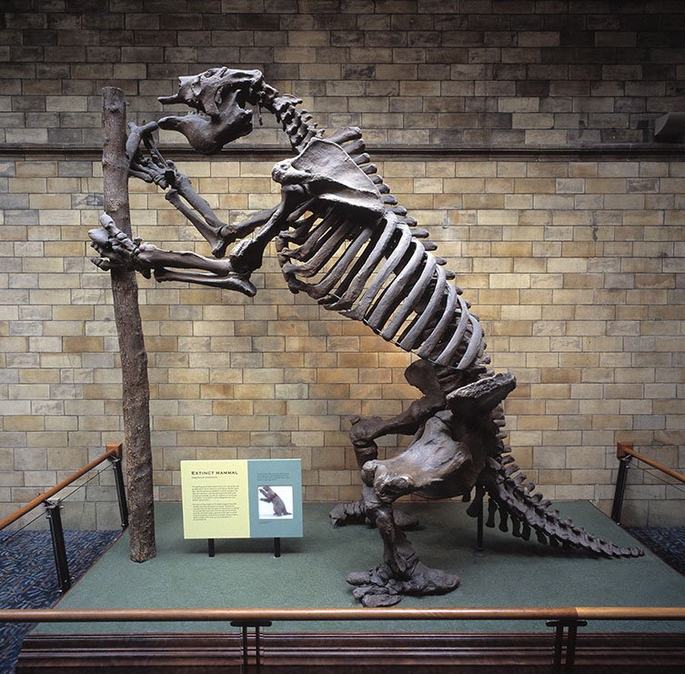 NHM_Digitise's tweet photo. Megatherium was one of the few fossil mammals that were known before Darwin boarded the Beagle and the back of the skull he collected helped to completed this fabulous model in the Museum's fossil way. #MammalMonday #MegatheriumandMe @NHMFossilMammal https://t.co/IN5k1n7WIO