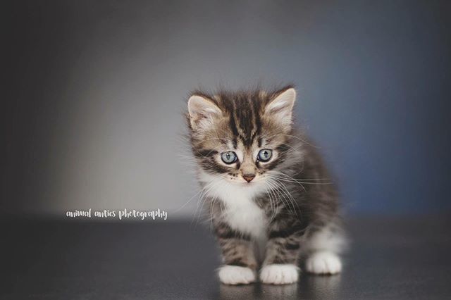 This is my ‘it’s only 4 weeks until Christmas’ face 🙀😻 ift.tt/2P5nDoi