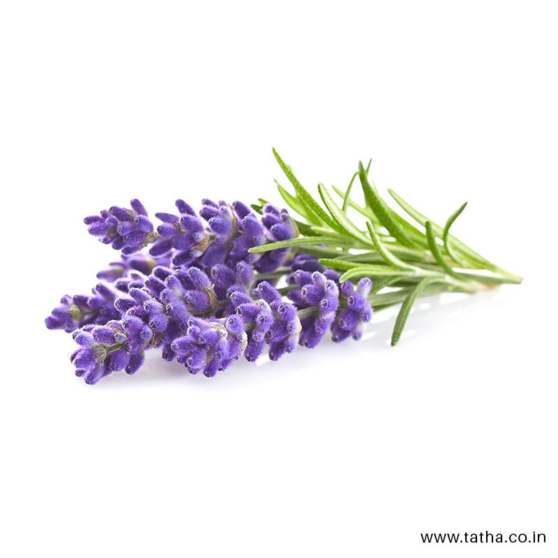 tathalife's tweet photo. Lavender has many essential benefits on the mind and body including reducing emotional stress and anxiety, improves sleep, relieves pain and helping to heal burns and wounds
#Tatha #TathaLife #VedicCollection #aromathearpy #wellness #nature #essentialoil #skincare https://t.co/biXMfqq340