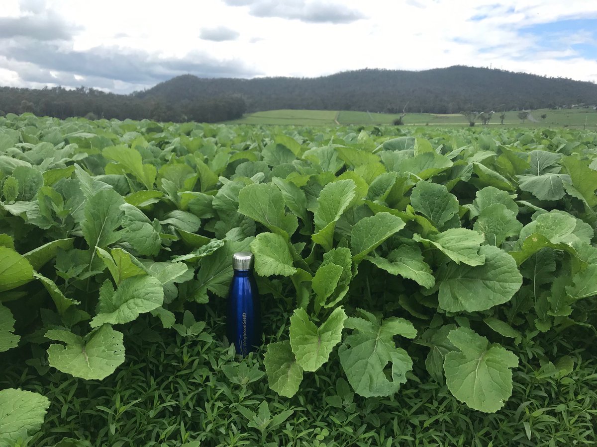 dsquibb2312's tweet photo. #Summer #Forage options progressing well in Northern #Tasmania.
#Barkant #Turnips and #Pallaton #Raphanobrassica sown 9th October, and
#Corson T9 #Maize sown 27th October.
Rain,warmth and fertiliser will now drive #yield.
โฆ@RedMeatUpdatesโฉ โฆ@TIADairyโฉ https://t.co/mAt1Y767VX