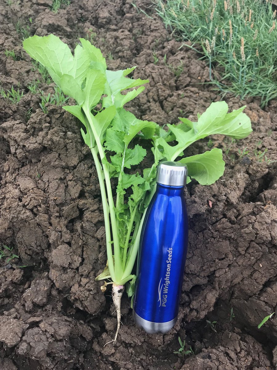 dsquibb2312's tweet photo. #Summer #Forage options progressing well in Northern #Tasmania.
#Barkant #Turnips and #Pallaton #Raphanobrassica sown 9th October, and
#Corson T9 #Maize sown 27th October.
Rain,warmth and fertiliser will now drive #yield.
โฆ@RedMeatUpdatesโฉ โฆ@TIADairyโฉ https://t.co/mAt1Y767VX