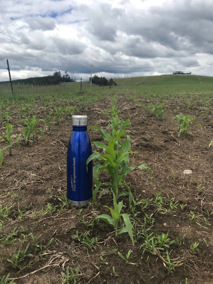 dsquibb2312's tweet photo. #Summer #Forage options progressing well in Northern #Tasmania.
#Barkant #Turnips and #Pallaton #Raphanobrassica sown 9th October, and
#Corson T9 #Maize sown 27th October.
Rain,warmth and fertiliser will now drive #yield.
โฆ@RedMeatUpdatesโฉ โฆ@TIADairyโฉ https://t.co/mAt1Y767VX