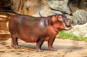 hippos901's tweet photo. Wanna see how much I grow in 2019? Stop by as often as you want with a membership &amp; NOW is the time to get it at the 2018 price!  Your new membership will begin when your current one ends. Offer expires 12/31/18.

Great gift idea, too. See you here!

https://t.co/wJIAQhcek1 https://t.co/DT0n8olF0g
