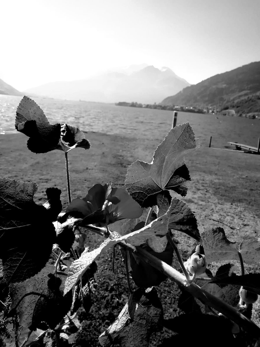 katrinstadelm's tweet photo. #blackandwhitechallenge 

was offline on day 4 / 7
🗓️ 7 days
 📸7 pictures
⛔️no people
⛔️no text https://t.co/BwK9KZfIoc