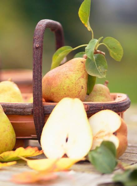 Supier4's tweet photo. Pir adalah sumber vitamin K dan boron yang sangat baik. Jika sahabat menderita kekurangan vitamin K, sahabat mungkin rentan terhadap gangguan yang berhubungan dengan tulang.
#Supear #SupearIndonesia #TheSupear #InfoSupear #PearAmerika #Americanpear #Pear #USAPear #TipsSupear https://t.co/SBBtNWIdLq