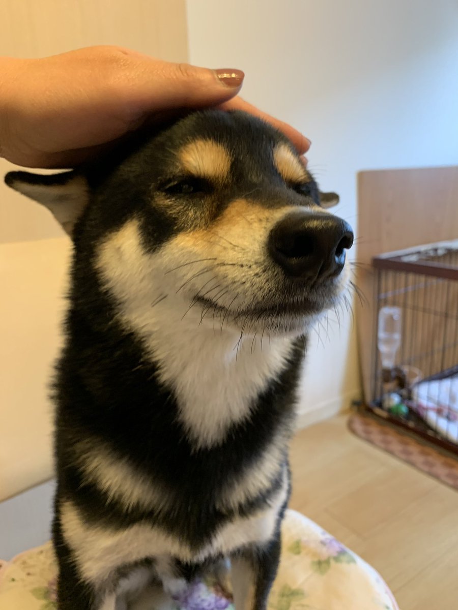 sinxcosxtan's tweet photo. 頭撫でられるの好き💕
I love getting my head stroked.💕
#いぬ #犬 #しば #しばいぬ #柴犬 #黒柴 #petlovers #petstagram #dog #shiba #shibainu
#blackshiba #kuroshiba #頭撫でられるの好き #headstroke https://t.co/4l917QxtoO