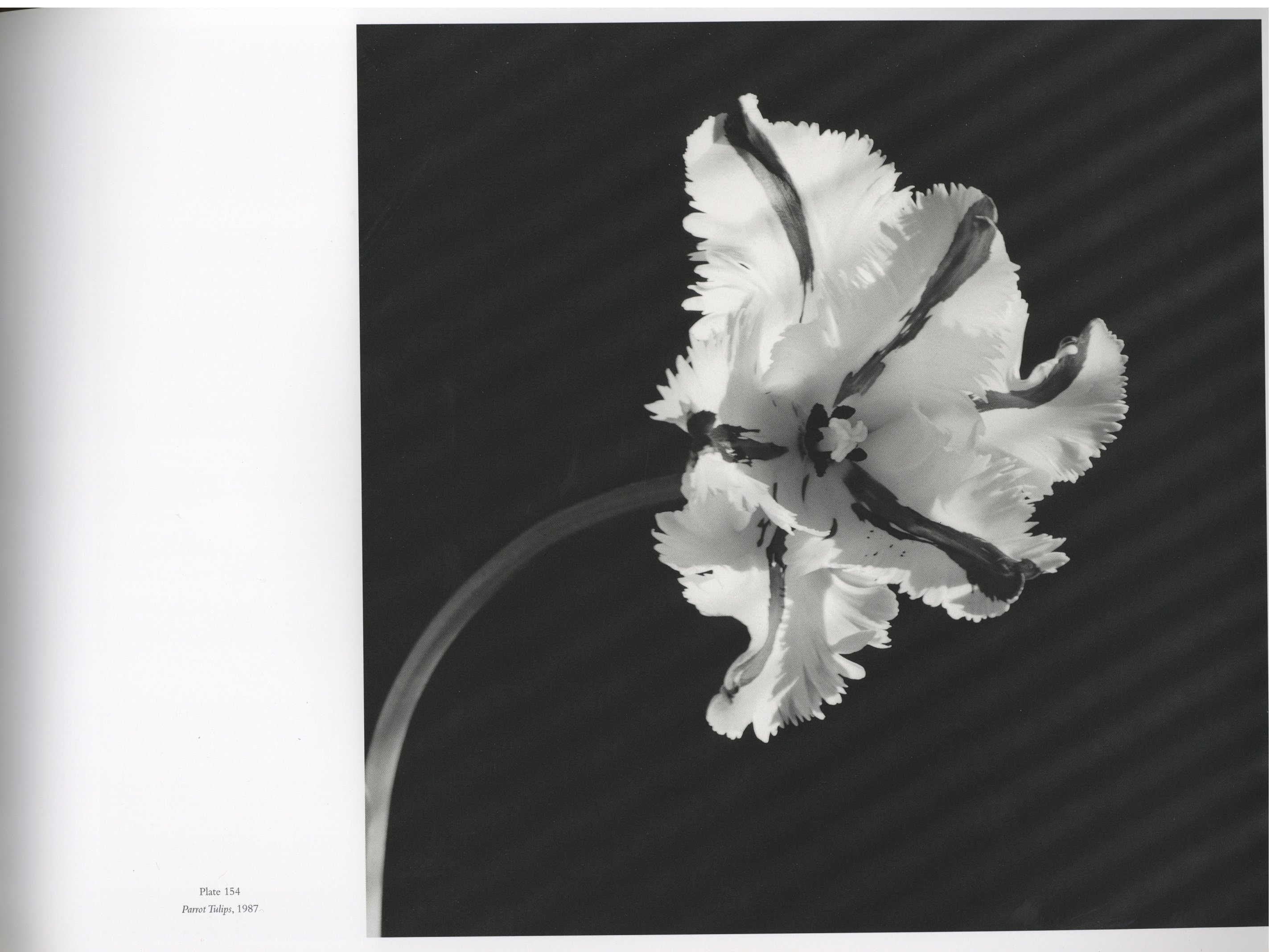 プレゼントを選ぼう The Complete ロバート メープルソープ Flowers 洋書