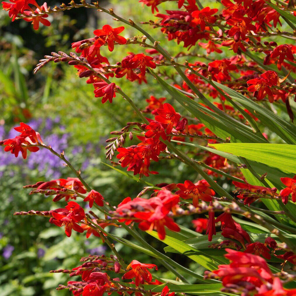 Well this is definitely RED isn’t it? Perhaps a colour associated with Christmas cropping up, but definitely not a winter shot. Take a look at my new blog melissamorton.co.uk/posts #gardendesigner #ilkley #skipton #otley #everydayalearningday