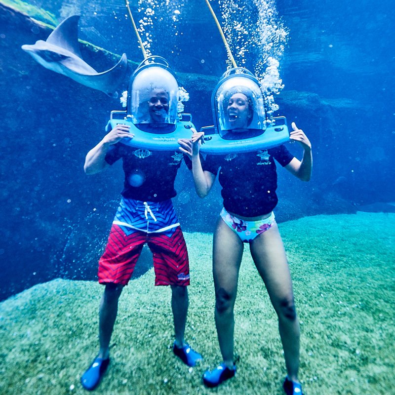 uShakaMarine's tweet photo. Have you explored life under the sea? 👀 🌊
Gaze at the fish and rays as they casually swim by, this week, for only R181! 👌
Book your experience here: https://t.co/6I70wCL7UA
#uShaka #Seaworld #AnimalEncounter #OceanWalker https://t.co/a5ijRIoOG3