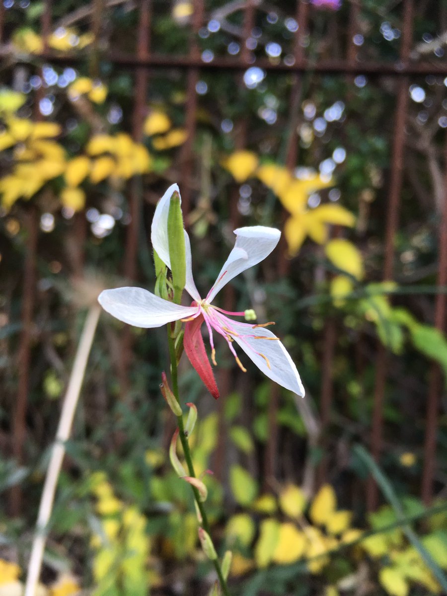 ElizAthertonSop's tweet photo. One final fling - the last remnants of #summer just clinging on precariously. Long lived #cosmos, #patiorose, #gaura and #sedum. @makinggardens https://t.co/gQdq8DctwY