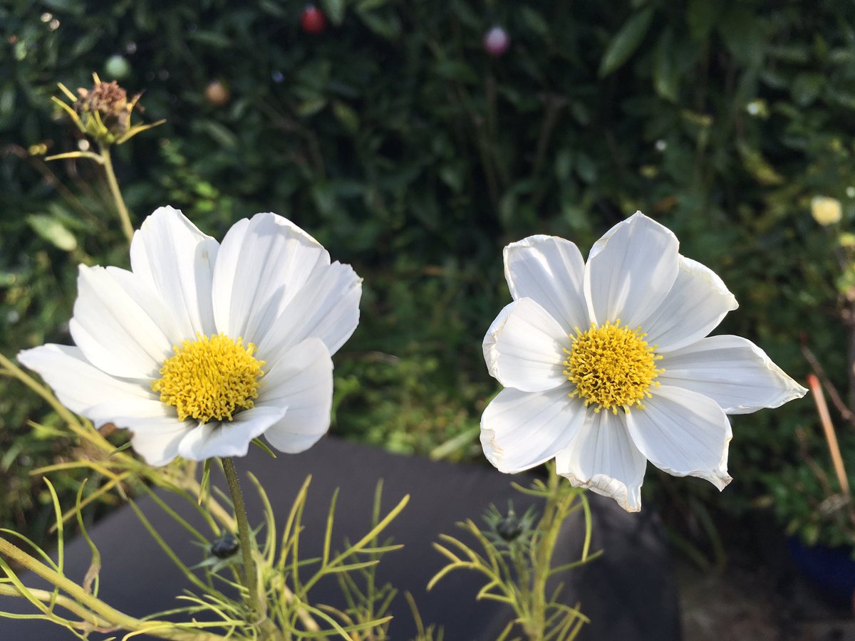 ElizAthertonSop's tweet photo. One final fling - the last remnants of #summer just clinging on precariously. Long lived #cosmos, #patiorose, #gaura and #sedum. @makinggardens https://t.co/gQdq8DctwY