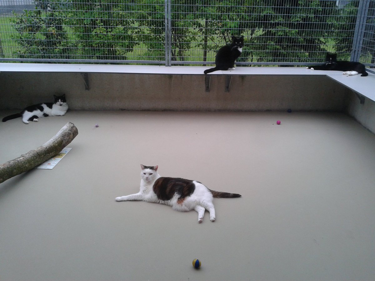 Gezocht: #bestuursleden ter aanvulling van ons #bestuur. We komen graag in contact met kandidaten uit de regio #Almere met kennis van zaken maar ook met een hart voor #dieren Voor meer informatie graag contact opnemen met onze voorzitter Jenny Dekker tel 06-83710730 #bestuurslid