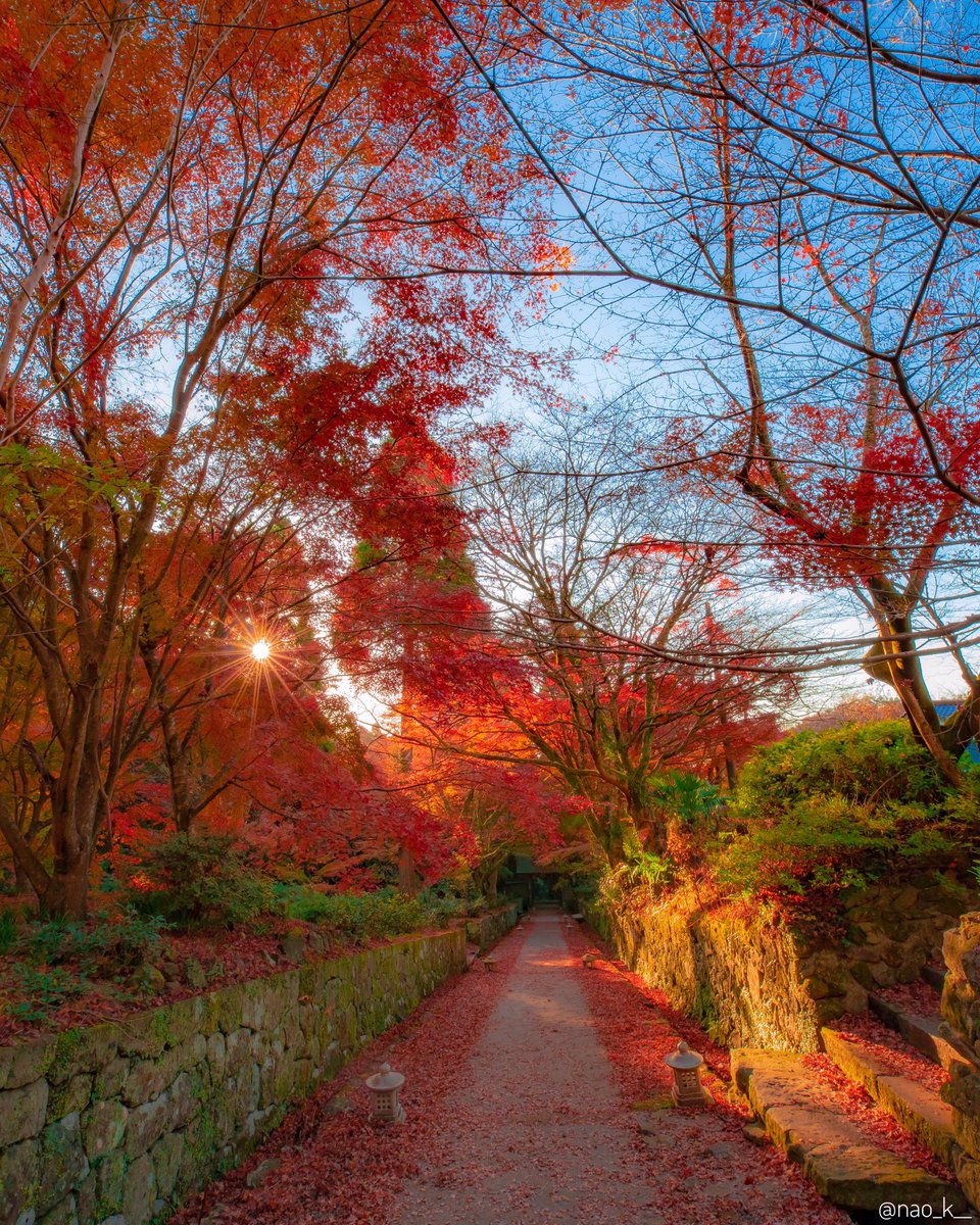 紅葉見頃 紅葉便り Twitter ನಲ ಲ 18年11 26現在 紅葉情報 紅葉便り 大分県国東市安岐町の県内でも屈指の 紅葉スポット 両子寺 ふたごじ では 見頃になっています 現地にはjr日豊本線 杵築駅 きつきえき からバスで80分 紅葉 紅葉見頃 写真