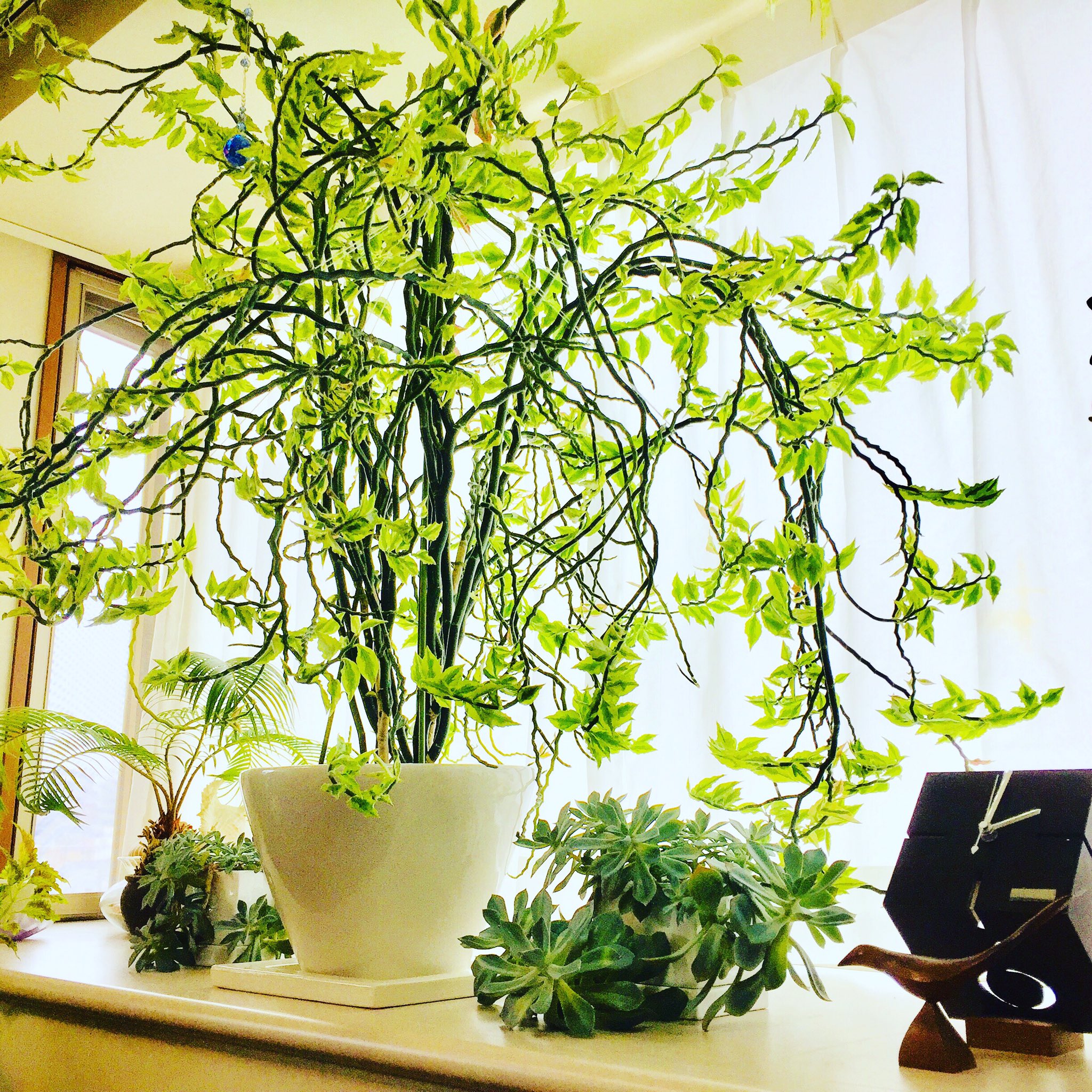 きむらなおき 出窓に置いた観葉植物の大銀龍 ペディランサス が成長して ついに天井に到達してしまった 行き場を失った龍たちが暴れてる 大銀龍 龍 ダイギンリュウ ペディランサス 観葉植物 T Co Qaob73oywv Twitter