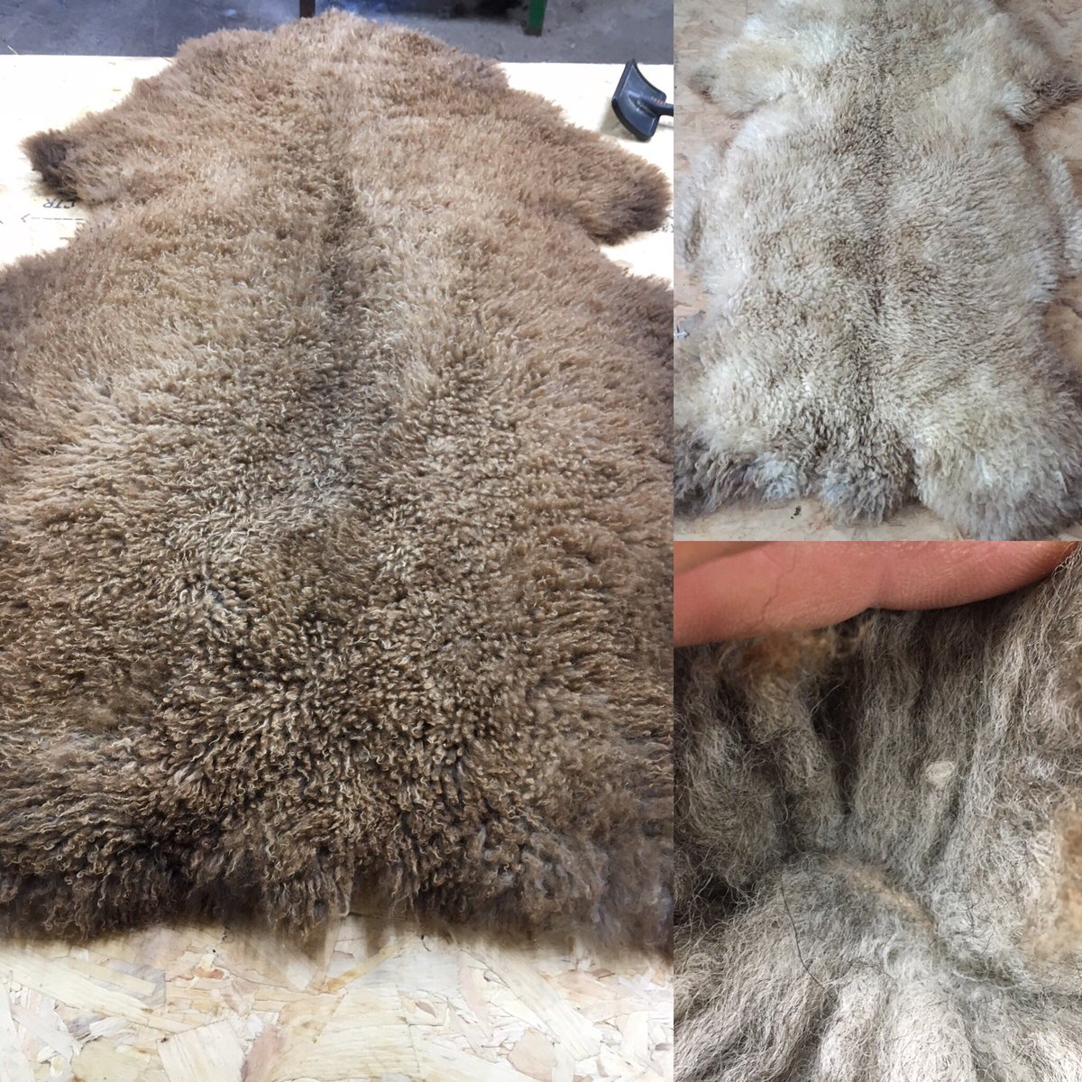 englishcowhide's tweet photo. Christmas is coming &amp; we have a few organic sheepskins available. If you want a beautiful organically certified skin perfect for babies &amp; all the family get in touch now. Be quick stock is very limited... #organic #sheepskin #sheepskinrug #babyrug #babysheepskin  #mimosa #vegtan https://t.co/EB1gDHUhSY
