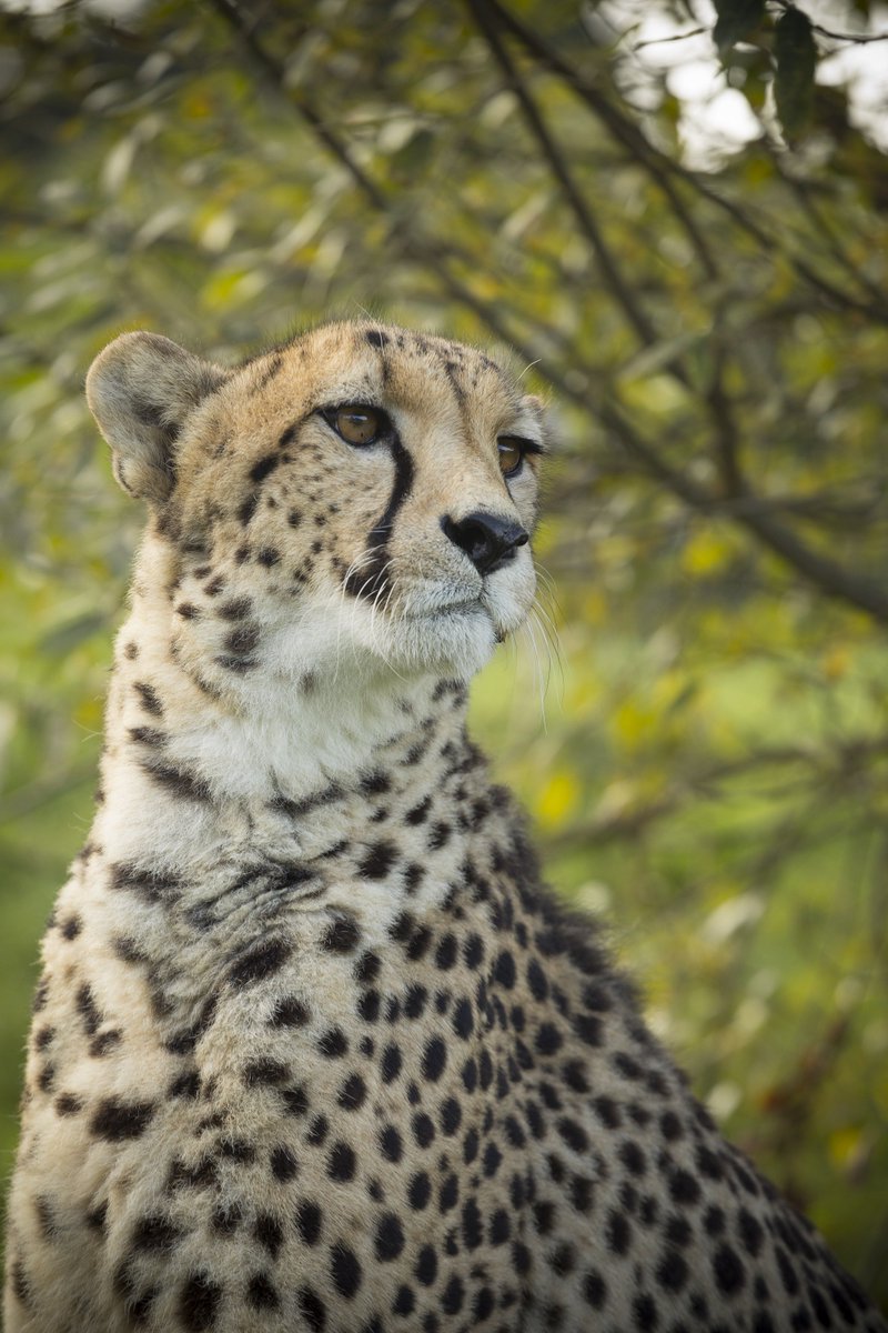 #BCSDidYouKnow that the #Cheetah is classified as #Vunerable in the wild by the #IUCNRedList? To find out more about the work being done to help save this iconic species, why not check out the @CCFCheetahUK.
📸 P.C to Peter Humfryes for this picture of our handsome male, Martin.