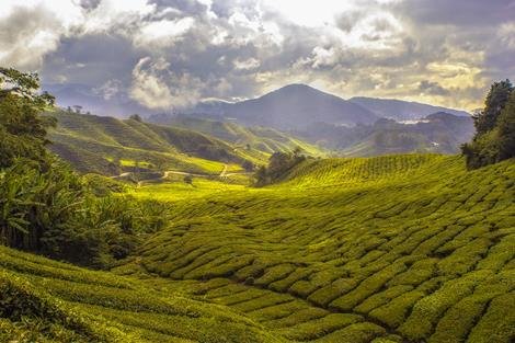 greenTstore's tweet photo. The World of Tea https://t.co/F5V08J4mAs #Tea #SriLanka #CamelliaSinensis #AboutTea https://t.co/Xu1zG7hUX0