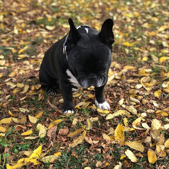 No me lo puedo creer,lunes otra vez...porque el finde no dura 5 días y la semana 2??? Porqueeee????😖
.
#nopuedoconlavida #mondaymood #lunesotravez #frenchiemonday #dogmonday #mondaydog #stylishdog #modeldog #frenchiephotos #frenchies #frenchbulldog ift.tt/2ByFBfs