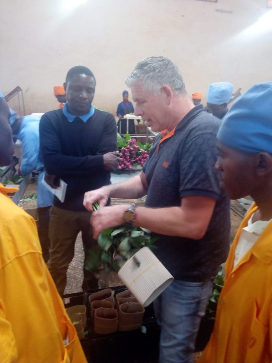 BellaFlowersRw's tweet photo. @BellaFlowersRw continuously improving quality, packaging&cool chain management to meet internation standards. our packhouse team had fruitful training session with expert from Global Flower Service #Holland, @RwandAgriExport @RwandaFinance @PSF_Rwanda #qualityroses,#Rwandafresh https://t.co/LamneWdTmi