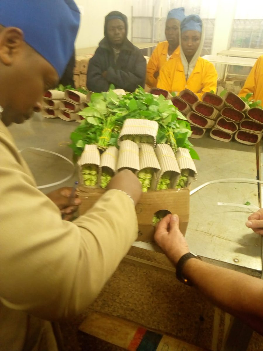 BellaFlowersRw's tweet photo. @BellaFlowersRw continuously improving quality, packaging&cool chain management to meet internation standards. our packhouse team had fruitful training session with expert from Global Flower Service #Holland, @RwandAgriExport @RwandaFinance @PSF_Rwanda #qualityroses,#Rwandafresh https://t.co/LamneWdTmi